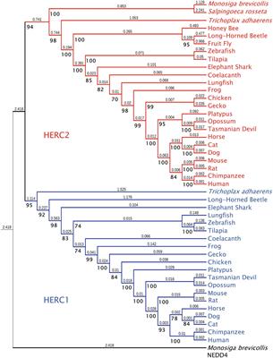 HERCing: Structural and Functional Relevance of the Large HERC Ubiquitin Ligases